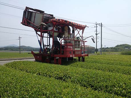 紅茶摘採