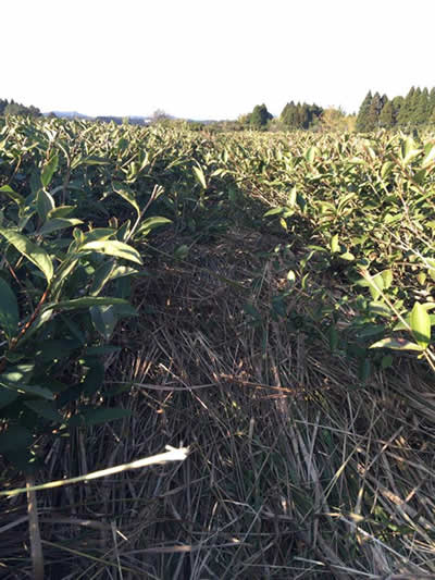 ススキ敷き詰め