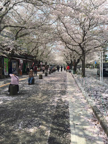 桜道