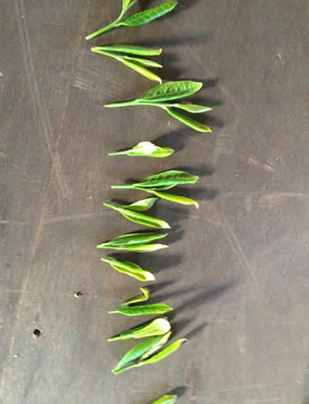 ファーストフラッシュ