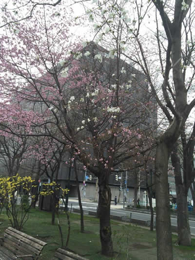 札幌大通り公園1