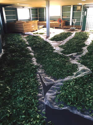 茶葉萎凋（いちょう）