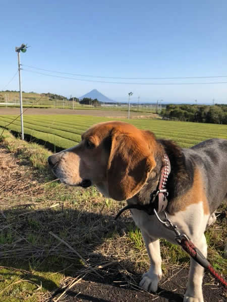 薩摩ビーグル – 株式会社 知覧心茶堂