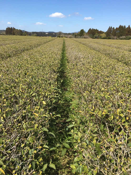 53711520_2096490503802021_3110282661403295744_o - コピー.jpg